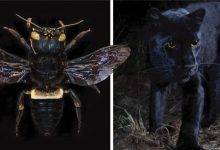 Photo of 10 Animals That Were Believed To Be Extinct Are Appearing On The Planet.