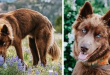 Photo of He Looks Like A Wolf But He’s Not. This Rare Chocolate Husky Is A Real Celebrity