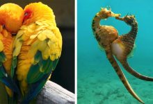 Photo of 10 Animals With Which Nature Shows Us That Love Is Eternal.
