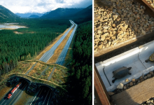 Photo of 10 Surprising Structures That Were Built To Protect Wildlife