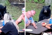 Photo of Hungry Bear Surprises Family On Quiet Picnic In The Woods
