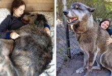 Photo of 15 Photos Of Dogs Who Don’t Realize They’re A Little Bulky