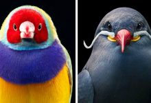 Photo of This Photographer Manages To Immortalize The Rarest And Most Colorful Birds In Fascinating “Human” Poses