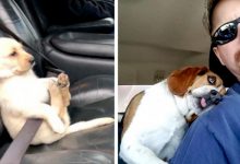 Photo of Dogs In The Car, 20 Hilarious Situations Where Owners Immortalized Their Doggies On Board