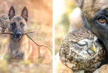 Photo of This Photographer Has Managed To Capture The Most Beautiful Moments Of The Unlikely Friendship Between A Dog And An Owl