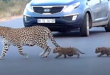 Photo of Mother Leopard Helps Her Cubs Cross The Road, The Video Is Fascinating