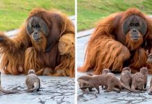 Photo of Orangutans Make A Beautiful Friendship With The Otters At The Zoo While No One Is Around