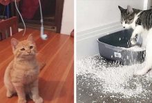 Photo of 21 Hilarious Photos Perfectly Demonstrate How Cats Are Four-legged Scoundrels