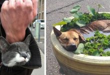 Photo of 16 Pets That Suddenly Fell Asleep In The Most Unthinkable Places