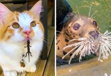 Photo of 21 Animals That Can Cheer Up Your Day Better Than Any Comedian