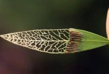 Photo of 16 Photos That Prove That Nature Will Never Tire Of Surprising Us