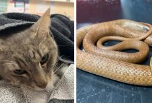 Photo of Domestic Cat Sacrifices Life To Protect Two Children From Deadly Snake Bite