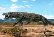 Photo of 10 Giant And Terrifying Animals That Lived After The Dinosaurs