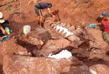 Photo of The Remains Of A Titanosaur Found In Patagonia, It Could Be The Largest Land Animal To Ever Exist.