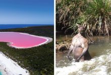 Photo of 16 People Captured Strange Moments In Australia, Showing Us A Whole Different World