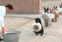 Photo of These Police Dogs Who Line Up To Eat Are Much More Orderly And Patient Than Us Humans
