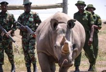 Photo of The Last Two Northern White Rhinos In The World Have A Real Bodyguard Team