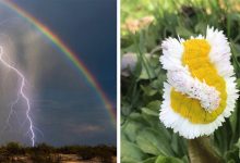 Photo of 15 Rare Things That Left People So Incredulous That They Photographed Them.