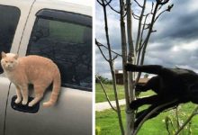 Photo of Cats Defying The Laws Of Physics: 13 Funny Photos Of Cats Taken In The Most Absurd Poses.