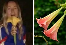 Photo of She Finds A Flower And Smells It But Doesn’t Know She’s Hallucinogenic: Girl Tells About Her Experience.