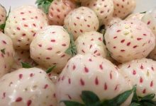 Photo of The Appearance Of A Strawberry And The Taste Of Pineapple: This Is The Fruit That Risked Disappearing And Is Back In Fashion.