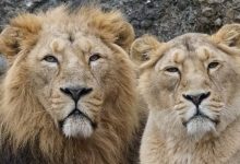 Photo of A Lioness In A Zoo Started To Grow Her Mane Like Male Specimens – At The Age Of 18.