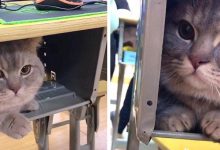 Photo of The Cat Stays Quiet Under The Desk During The Lesson: The Student Brought Him To The University In Secret.