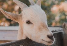 Photo of Goats Recognize Emotions And Are Attracted To Smiling, Happy People.