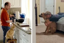 Photo of 12 Dads Who Said They Didn’t Want A Pet And Now They’re Totally Dependent On Them