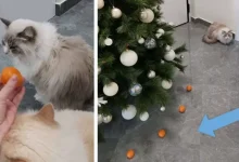 Photo of Her cat hates tangerines, her owner uses them to create a protective shield for the Christmas tree