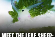 Photo of The adorable leaf sheep sea slug: Lifeform of the week