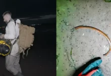 Photo of ‘World’s most infected island’ full of human skulls is located less than a mile off UK coast